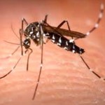 デング熱感染の蚊の影響で代々木公園を封鎖