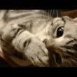 【ネコノミクス】猫の動画を見始めると止まらなくなる不思議(笑)